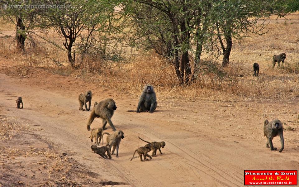 TANZANIA - Tarangire National Park - 18 Babbuini.jpg